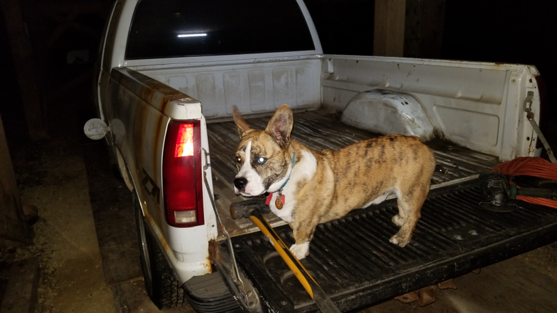 He hates the grinder. He was barking like crazy and shaking the truck jumping up and trying to get at me.